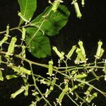 Serjania membranacea 花