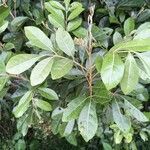 Aglaia elaeagnoidea Deilen