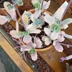 Kalanchoe fedtschenkoi List