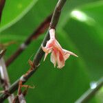 Ischnosiphon arouma Flower