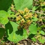 Cordia monoica 叶