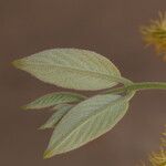 Combretum molle Flower
