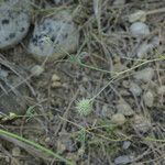 Onobrychis caput-galli Mbuma