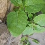 Solanum chenopodioidesLapas