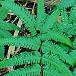 Pteris biaurita برگ