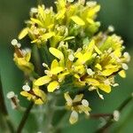 Sisymbrium irio Flower