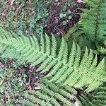 Polystichum braunii Leaf