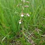 Epipactis palustris फूल