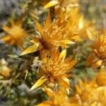 Chuquiraga oppositifolia