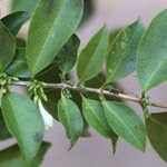 Tricalysia longituba Folha