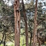 Juniperus canariensis Συνήθη χαρακτηριστικά