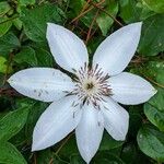 Clematis florida Λουλούδι