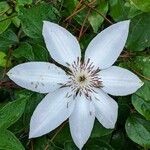 Clematis florida Kvet
