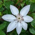 Clematis florida പുഷ്പം