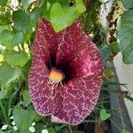 Aristolochia elegans 花