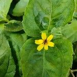 Calyptocarpus vialis പുഷ്പം