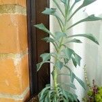 Senecio × kleiniiformis Suess.Leaf