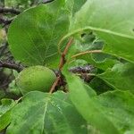 Prunus armeniaca Leaf