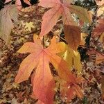 Liquidambar styracifluaLeht