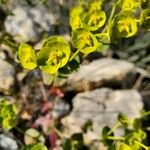 Euphorbia segetalis Kwiat