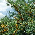 Hippophae rhamnoides Leaf