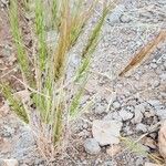 Taeniatherum caput-medusae Libunga