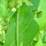 Euonymus latifolius Foglia