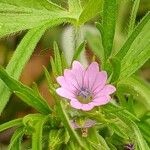 Geranium dissectum 花