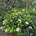 Hibiscus genevii 整株植物