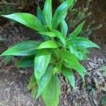 Ixanthus viscosus Hoja
