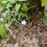 Brunnera macrophylla Blomst