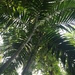 Dypsis lanceolata Leaf