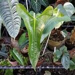 Anthurium longissimilobum Leaf