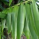 Thysanolaena latifolia Leaf