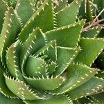 Aloe brevifolia List