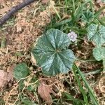 Malva neglecta Blatt