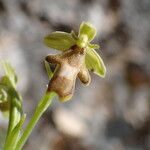 Ophrys insectifera Flor