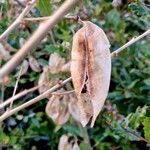 Colutea orientalis Fruto