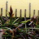 Carex parvula Лист