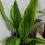 Aspidistra elatior Feuille