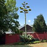 Agave americanaList