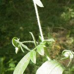 Hymenocarpos circinnatus Hoja