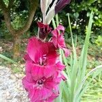 Gladiolus × hybridus ফুল