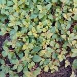 Lysimachia congestiflora Folha