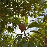 Manilkara zapota Fruit