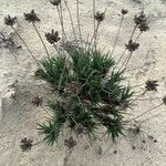 Lomelosia graminifolia Likasa