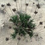 Lomelosia graminifolia Blatt