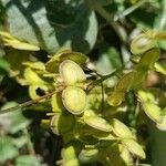 Biscutella laevigata Fruit