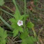 Geranium sibiricum Květ