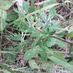 Potentilla argentea Leaf